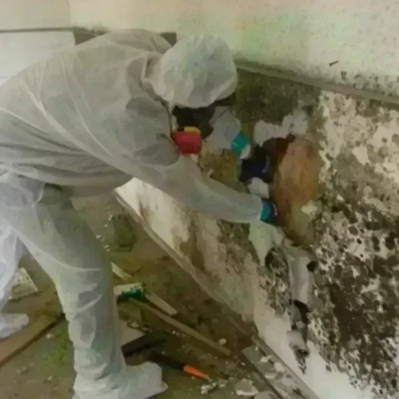 Mold Remediation and Removal in Poynette, WI